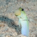 jawfish_yellowhead_dw_wc_v_0018_tci1840.jpg